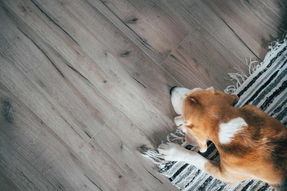 A dog lying on a rug over wood-like laminate flooring near Kenner, Louisiana (LA)